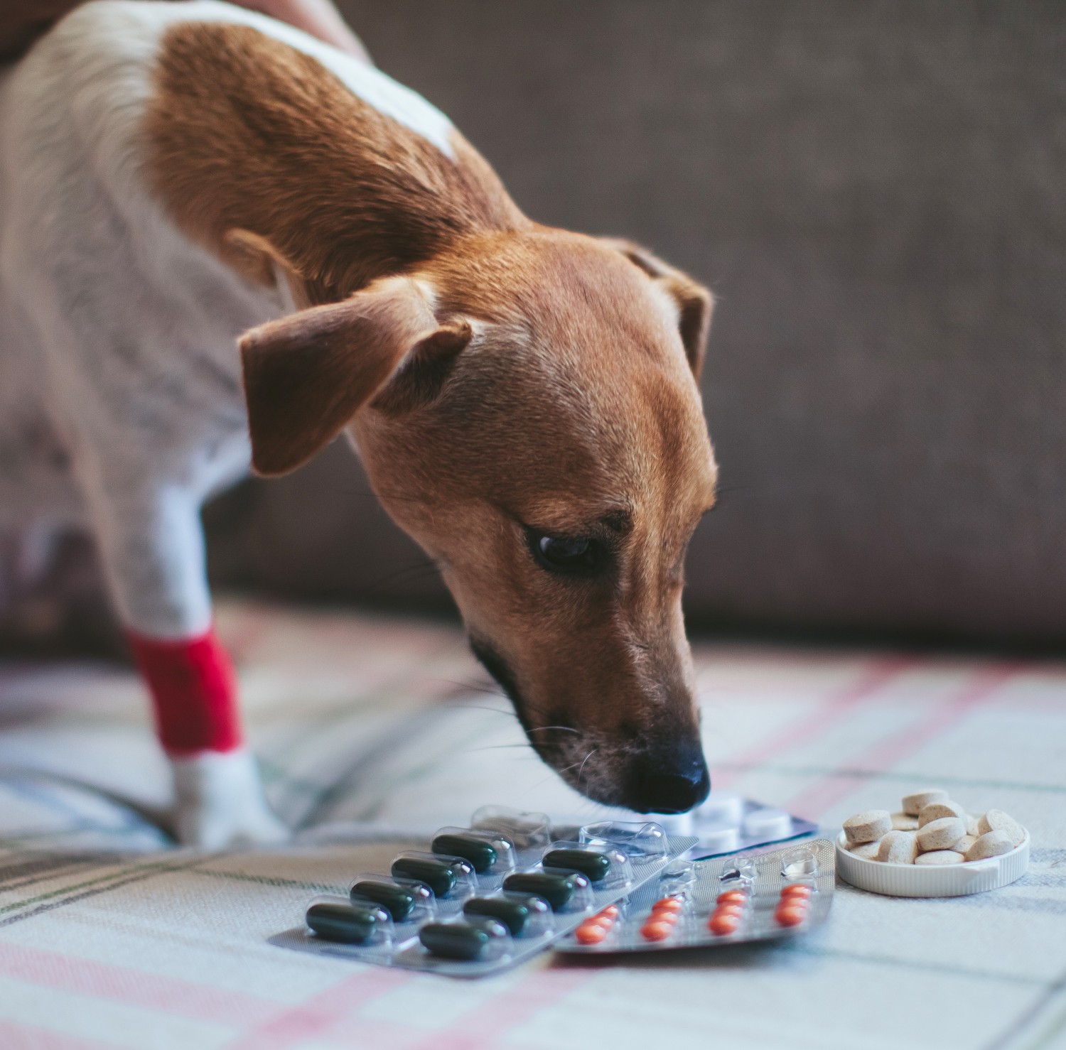 Dog with pills