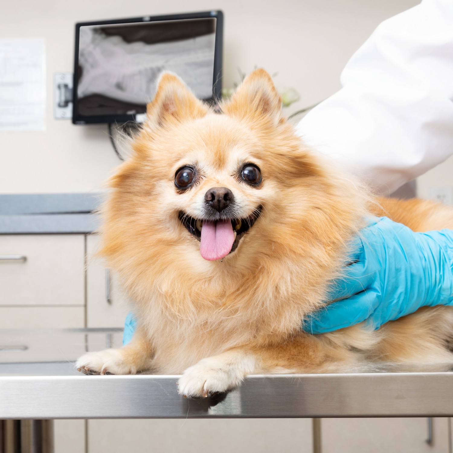 dog getting exam