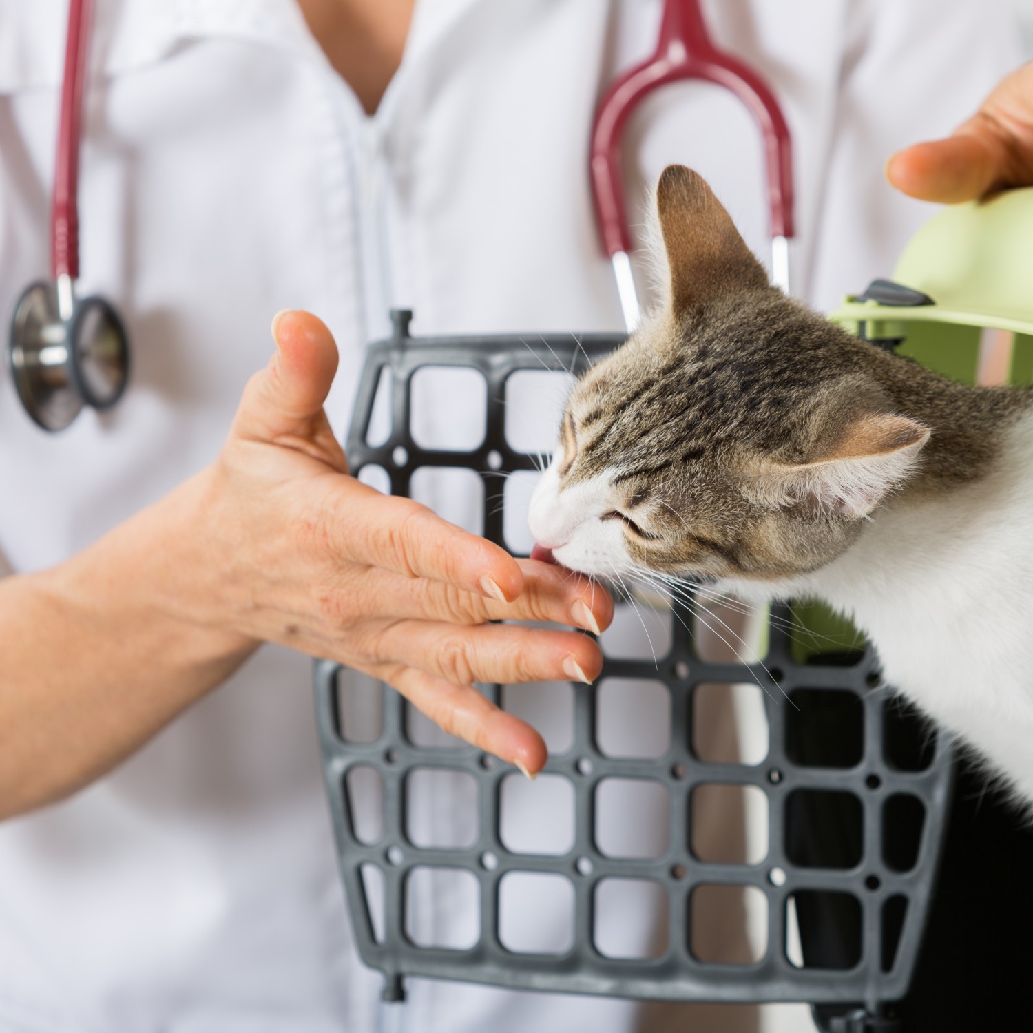 Cat in Carrier