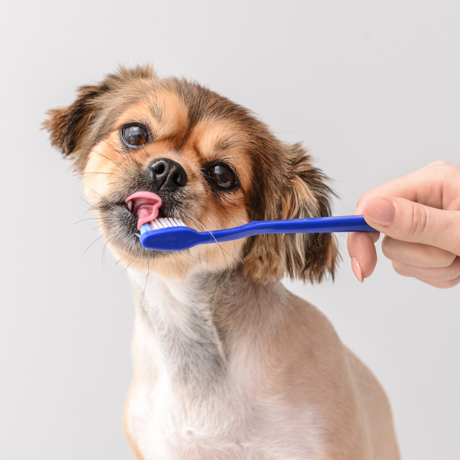 Dog with Toothbrush