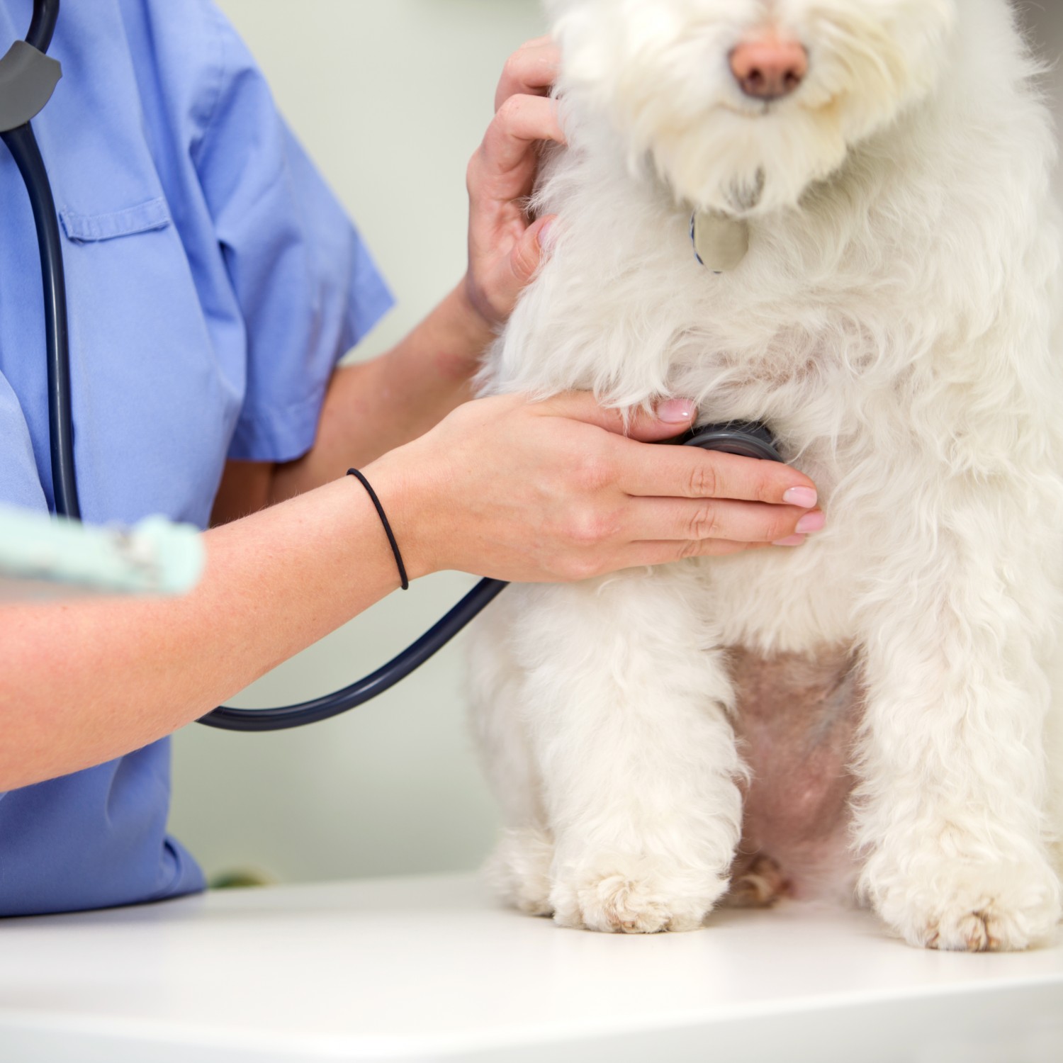 white dog getting exam